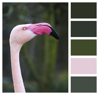 Long Jibe Head Flamingo Image